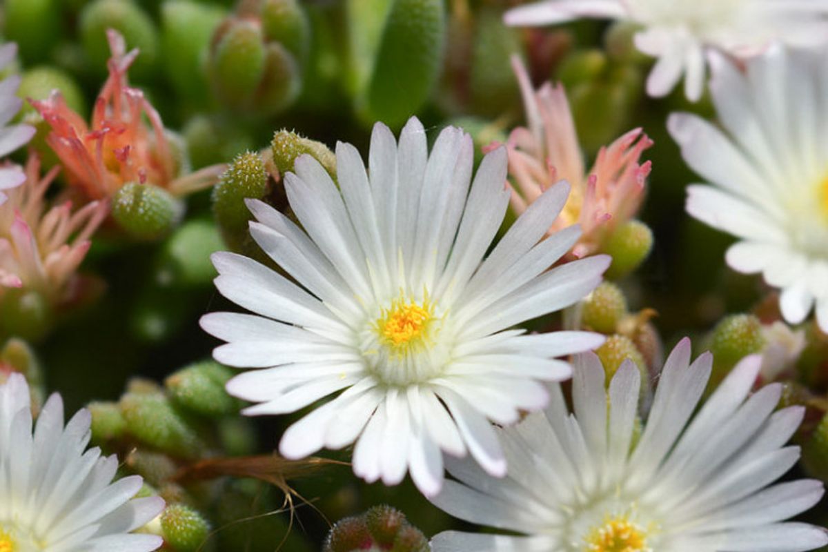 Delosperma White Nugget white flower.