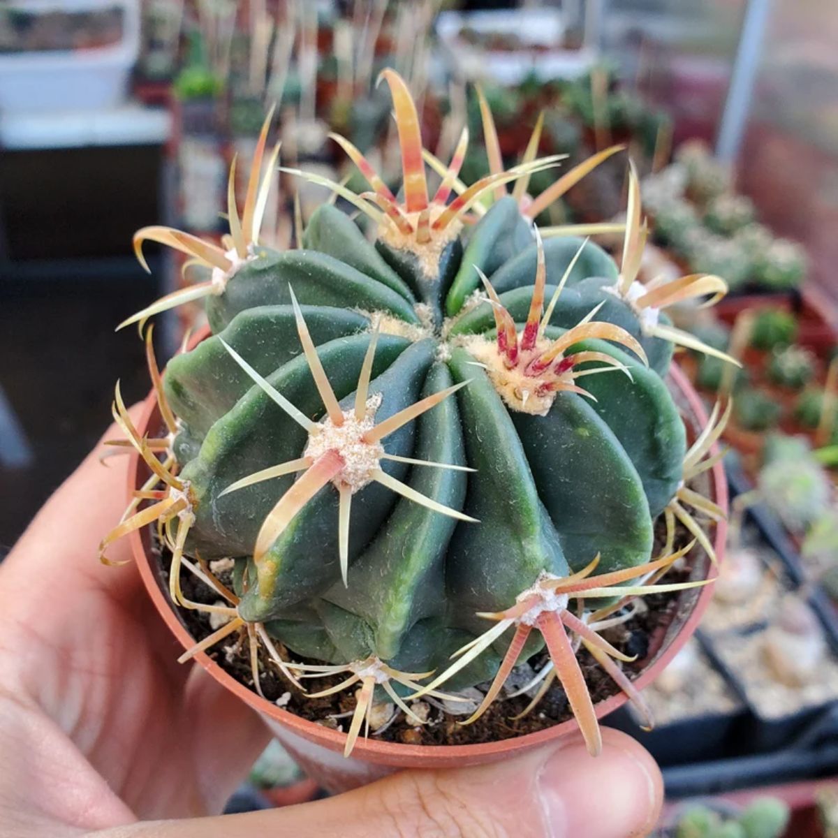 Ferocactus latispinus grows in a small plastic pot.