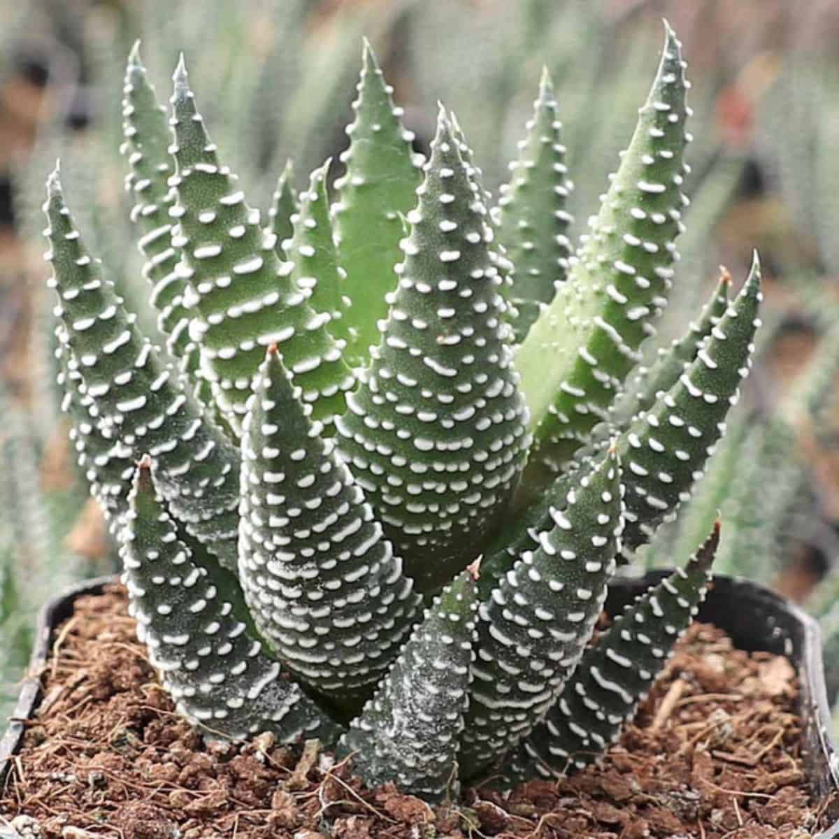 Haworthia coarctata grows in a pot.