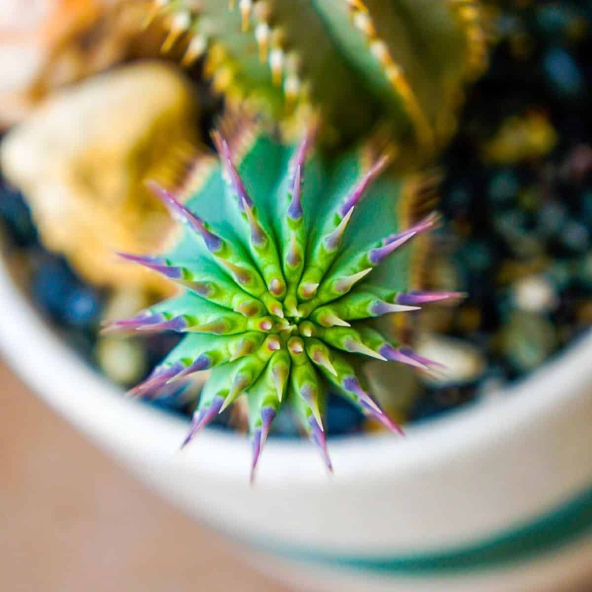 A close-up of a Hoodia grandis in a pot.