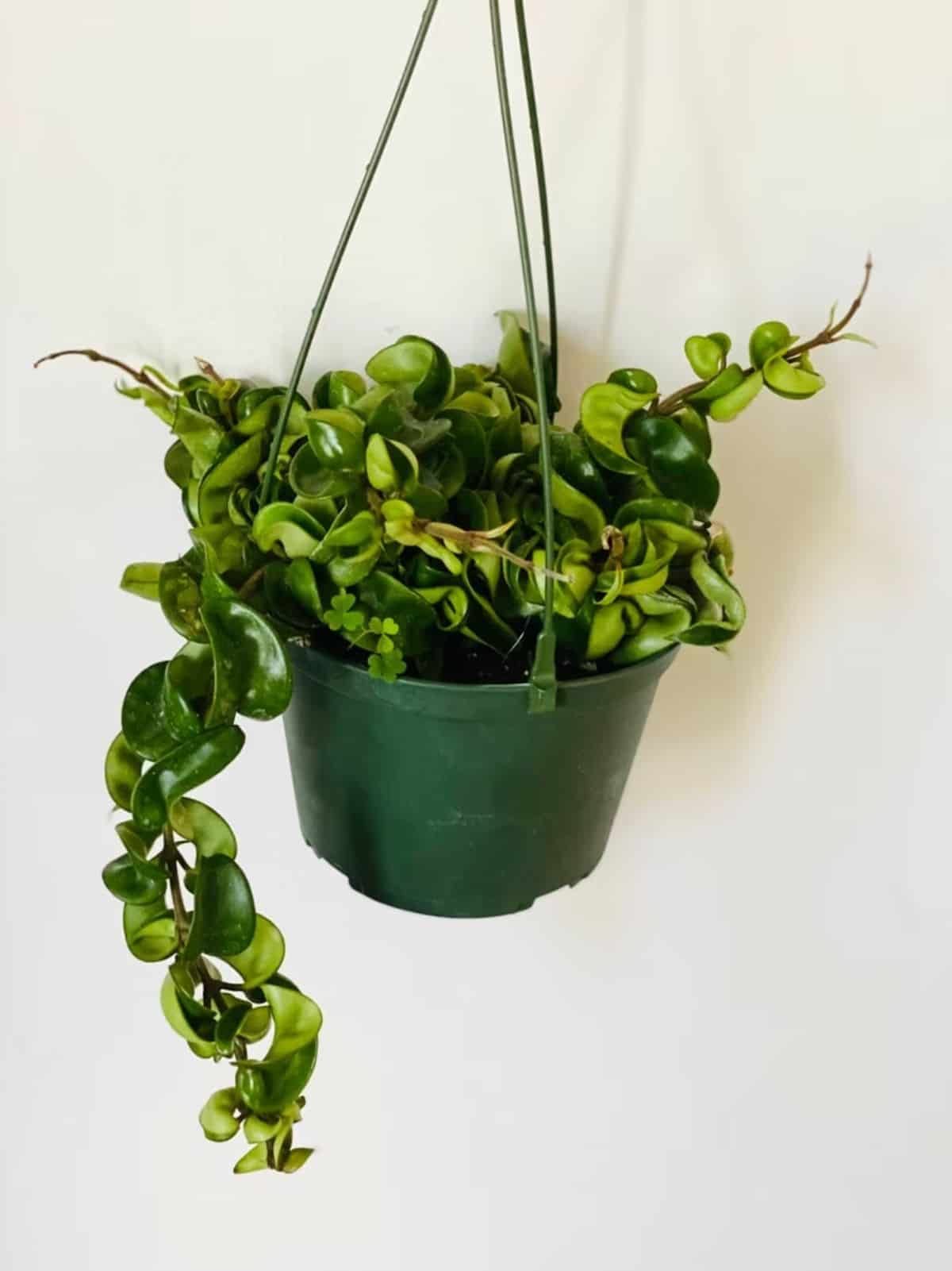 Hoya Carnosa Compacta grows in a hanging basket.