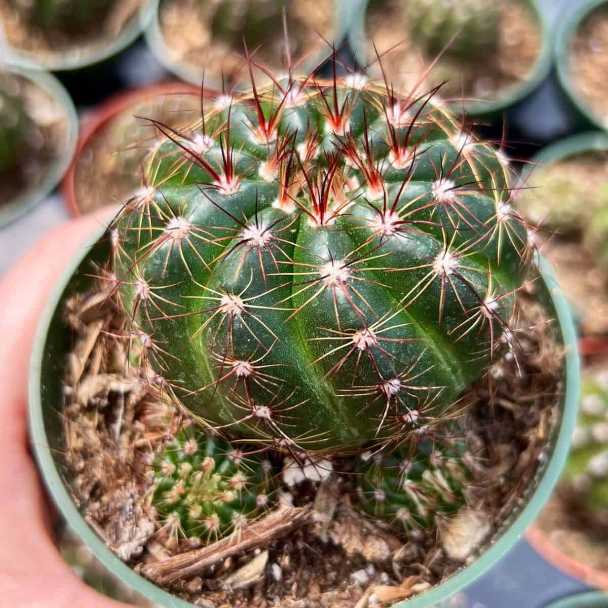 Notocactus Ottonis grows in a green pot held by hand.