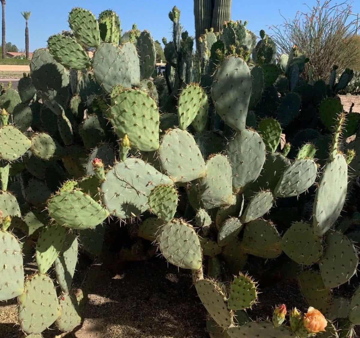 Opuntia engelmannii grows outdoor.