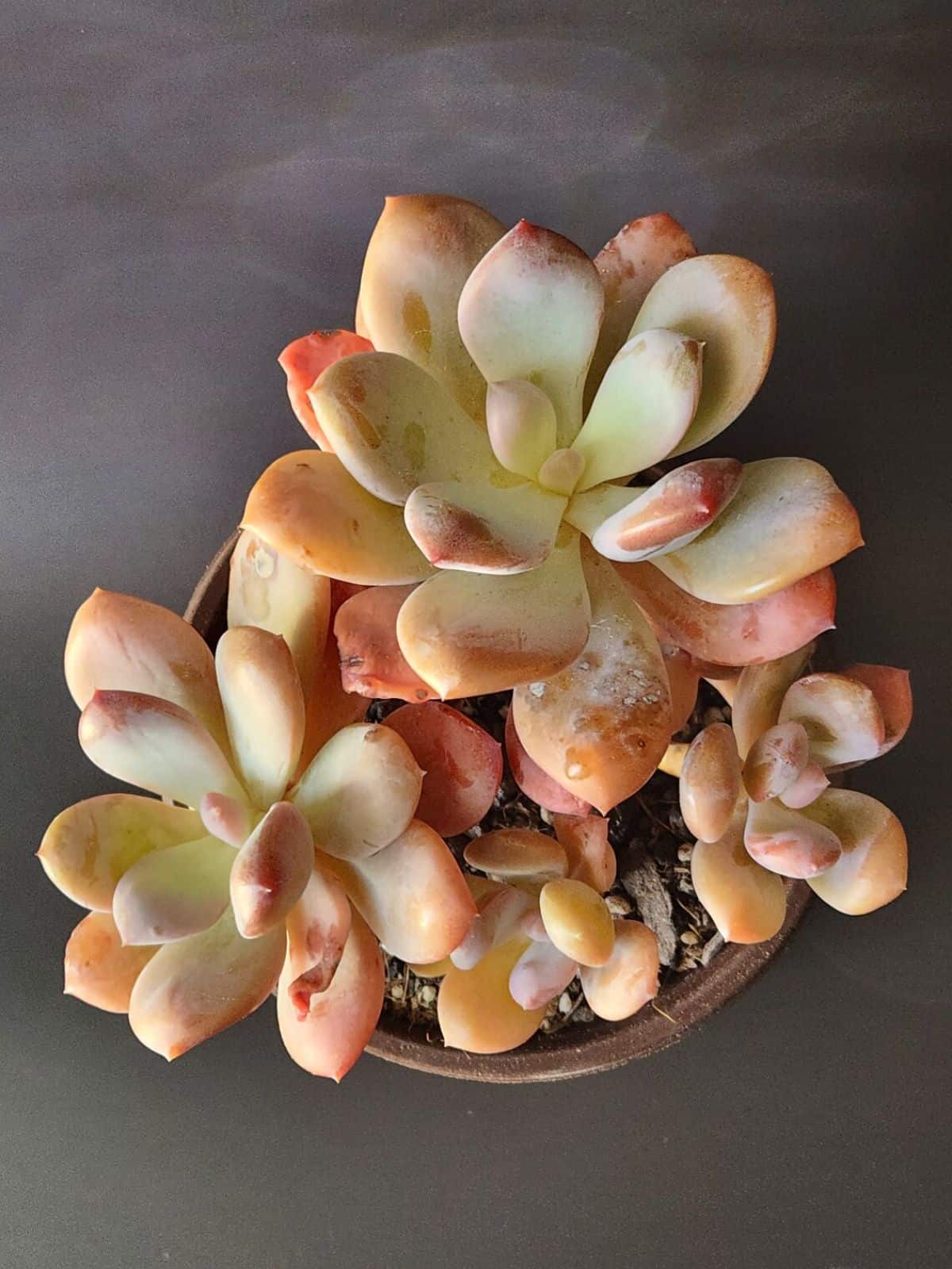 Pachyphytum bracteosum grows in a pot.