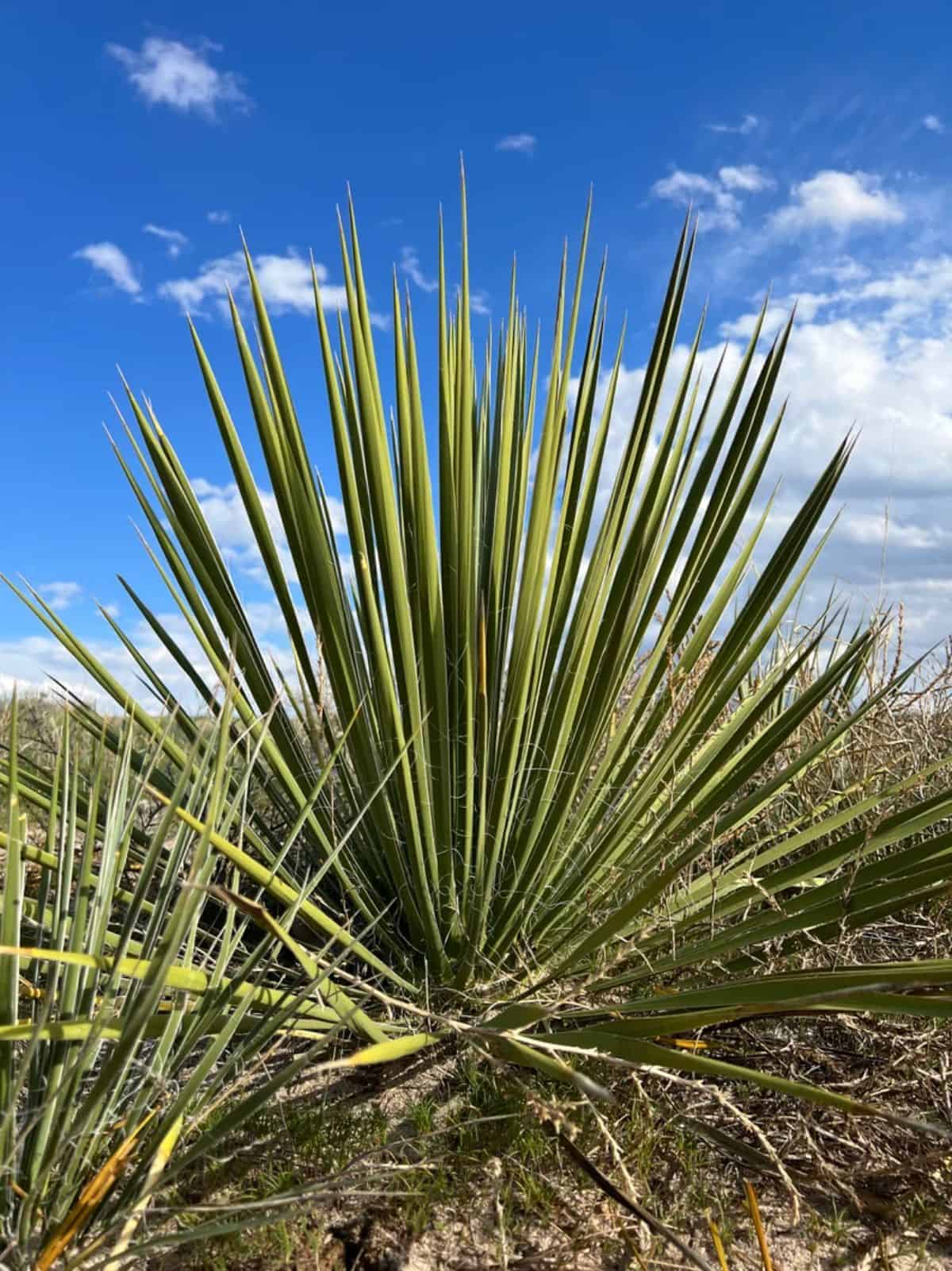 Yucca glauca grows outdoor.