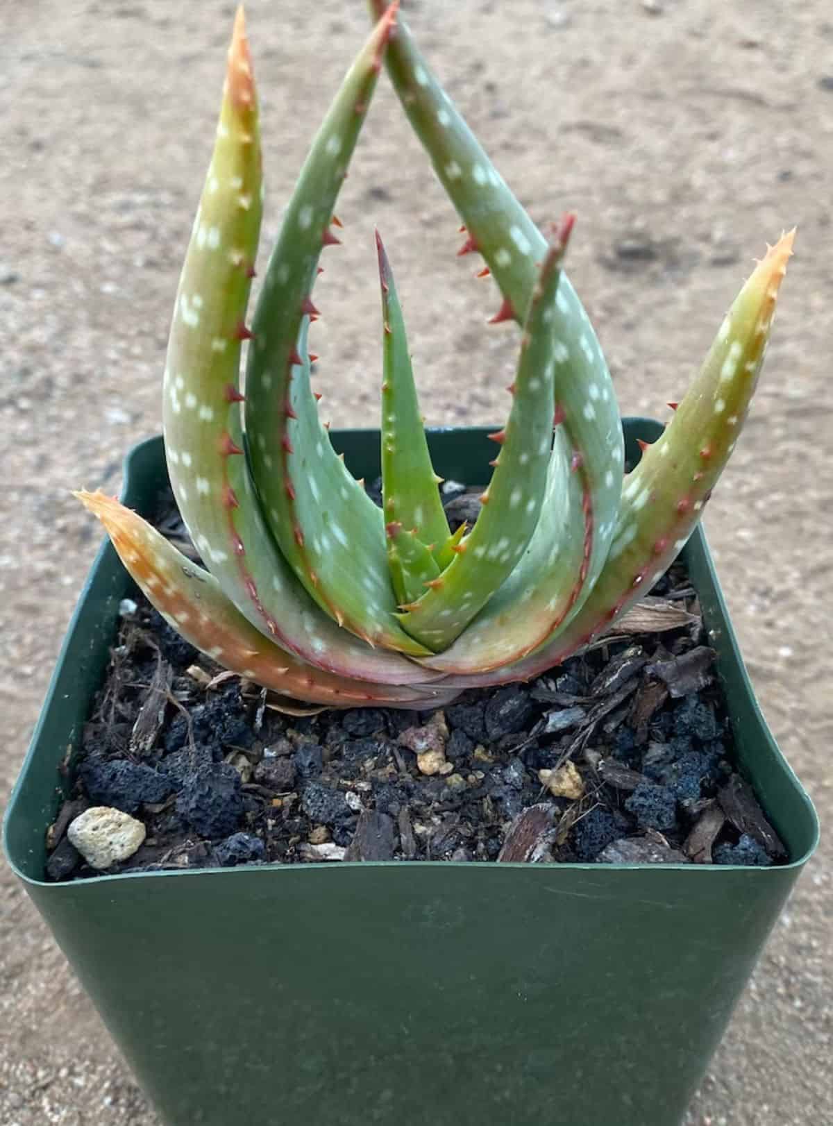 Aloe microstigma grows in a green plastic pot.