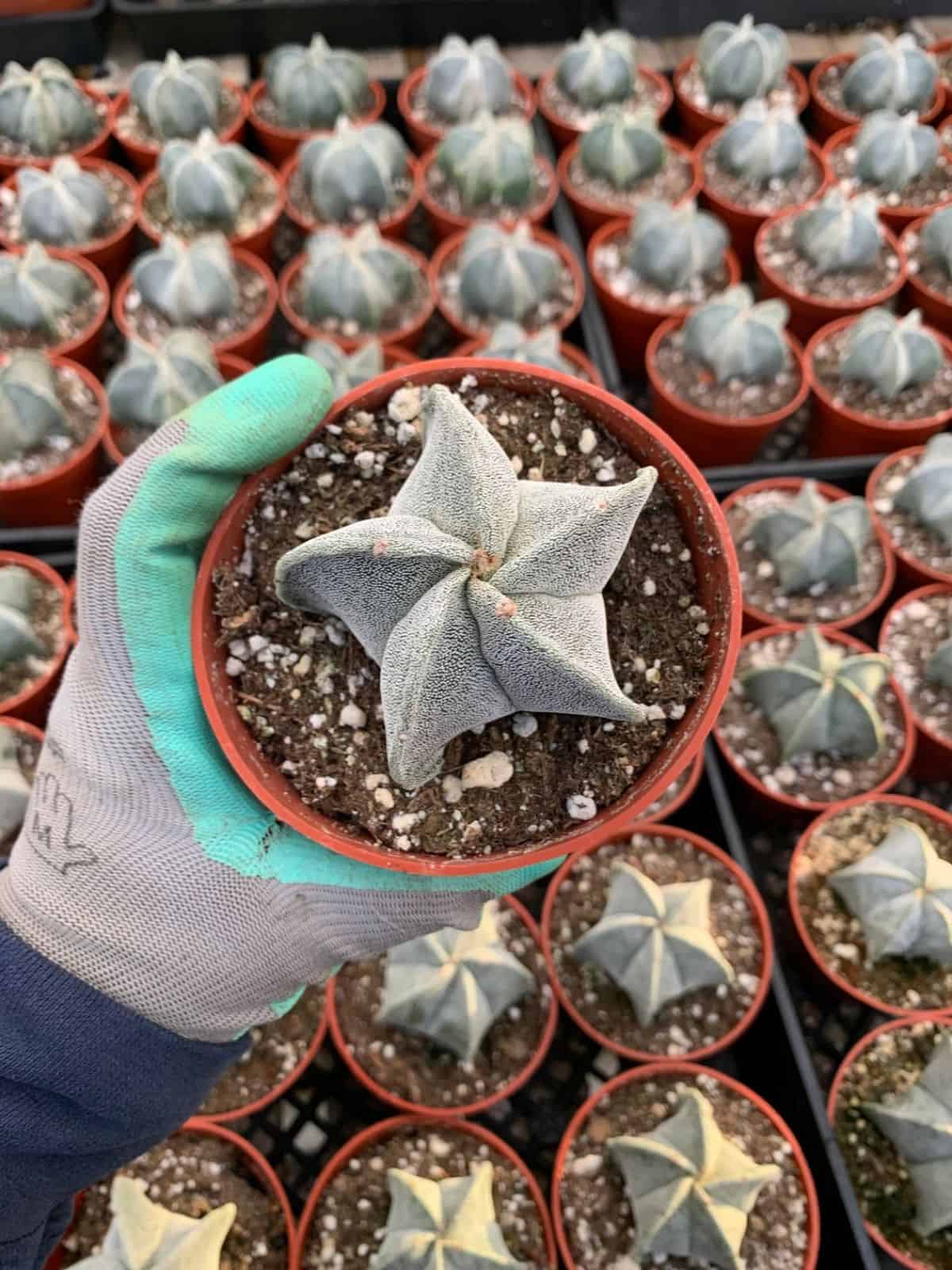 Astrophytum myriostigma grows in a red plastic pot held by hand.