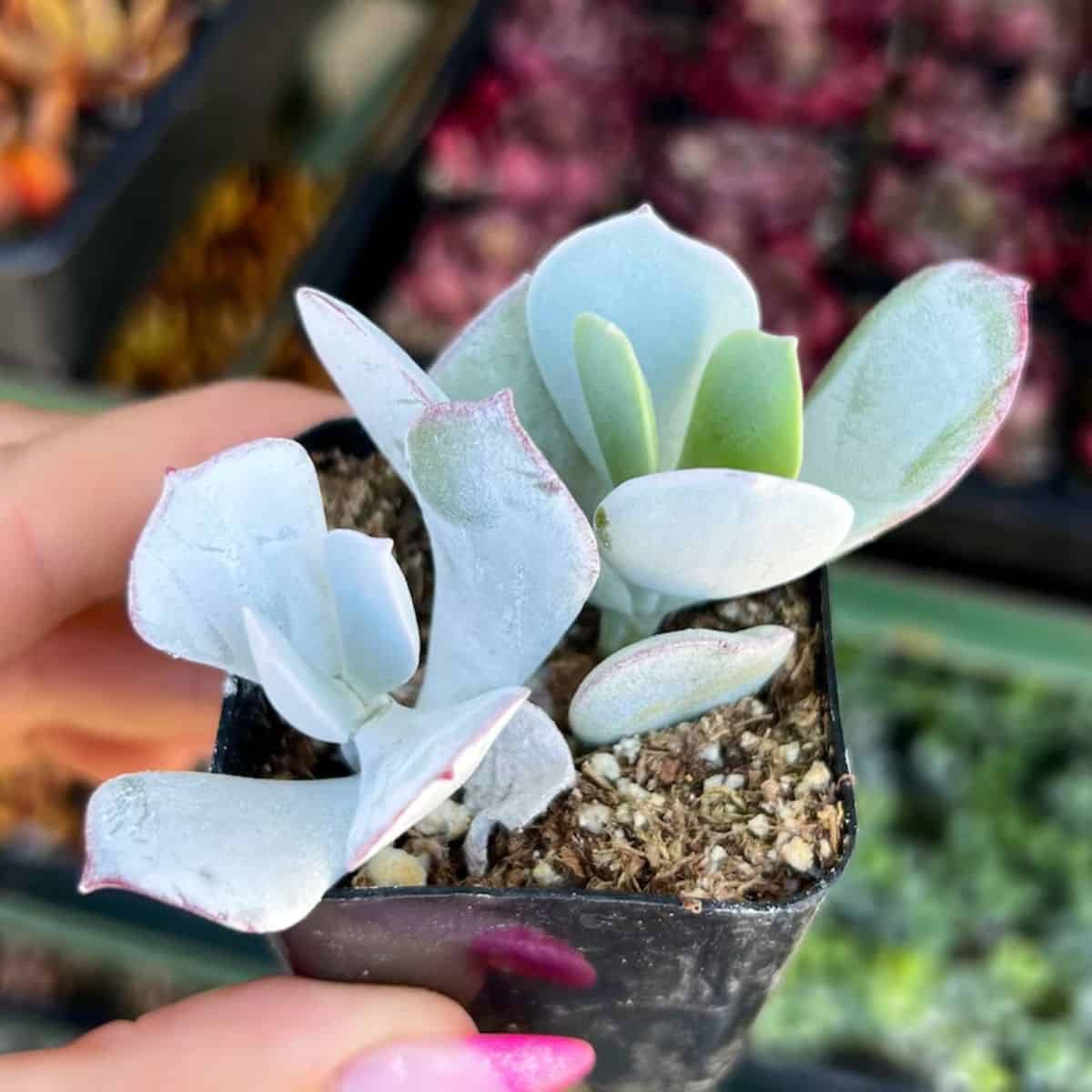 Cotyledon orbiculata 'Hamaji Silver' grows in a plastic pot held by hand.