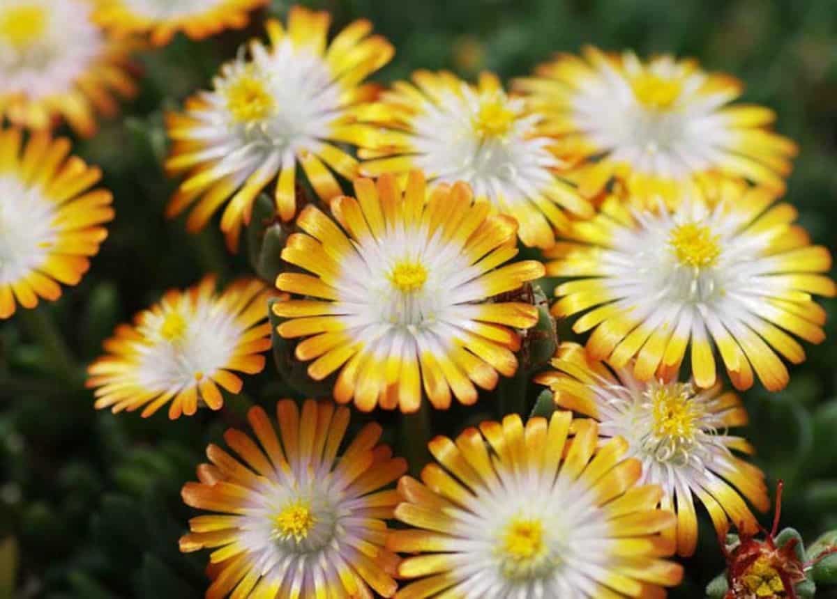 Delosperma topaz gold flowers.