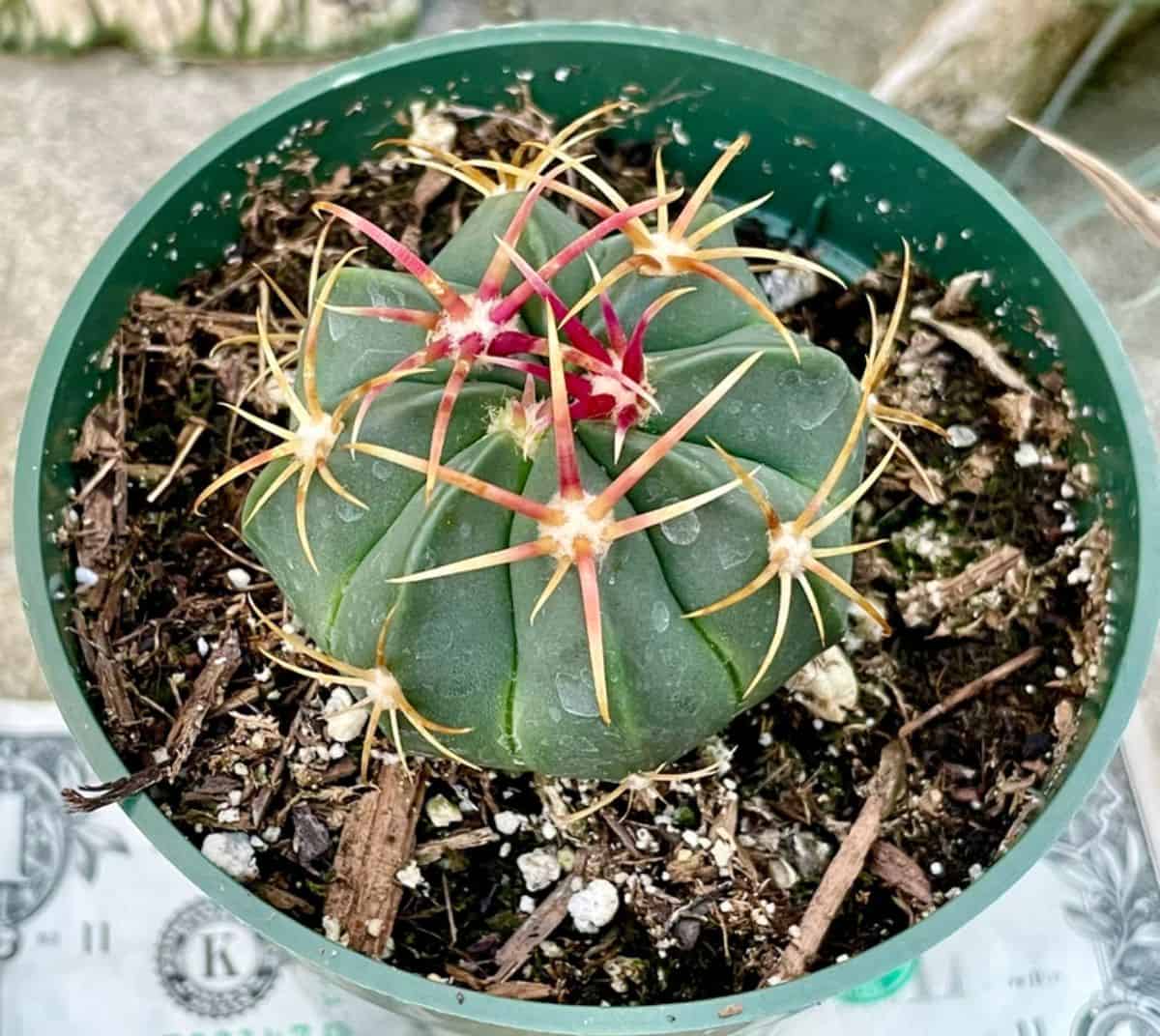 Ferocactus macrodiscus grows in a green plastic pot.