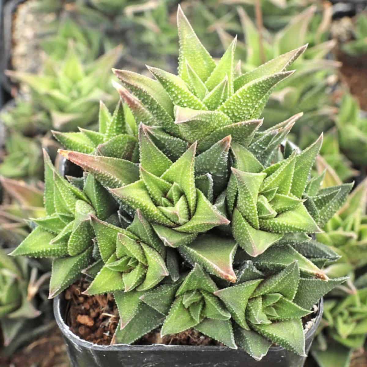 Haworthia tortuosa, Variegated grows in a pot.