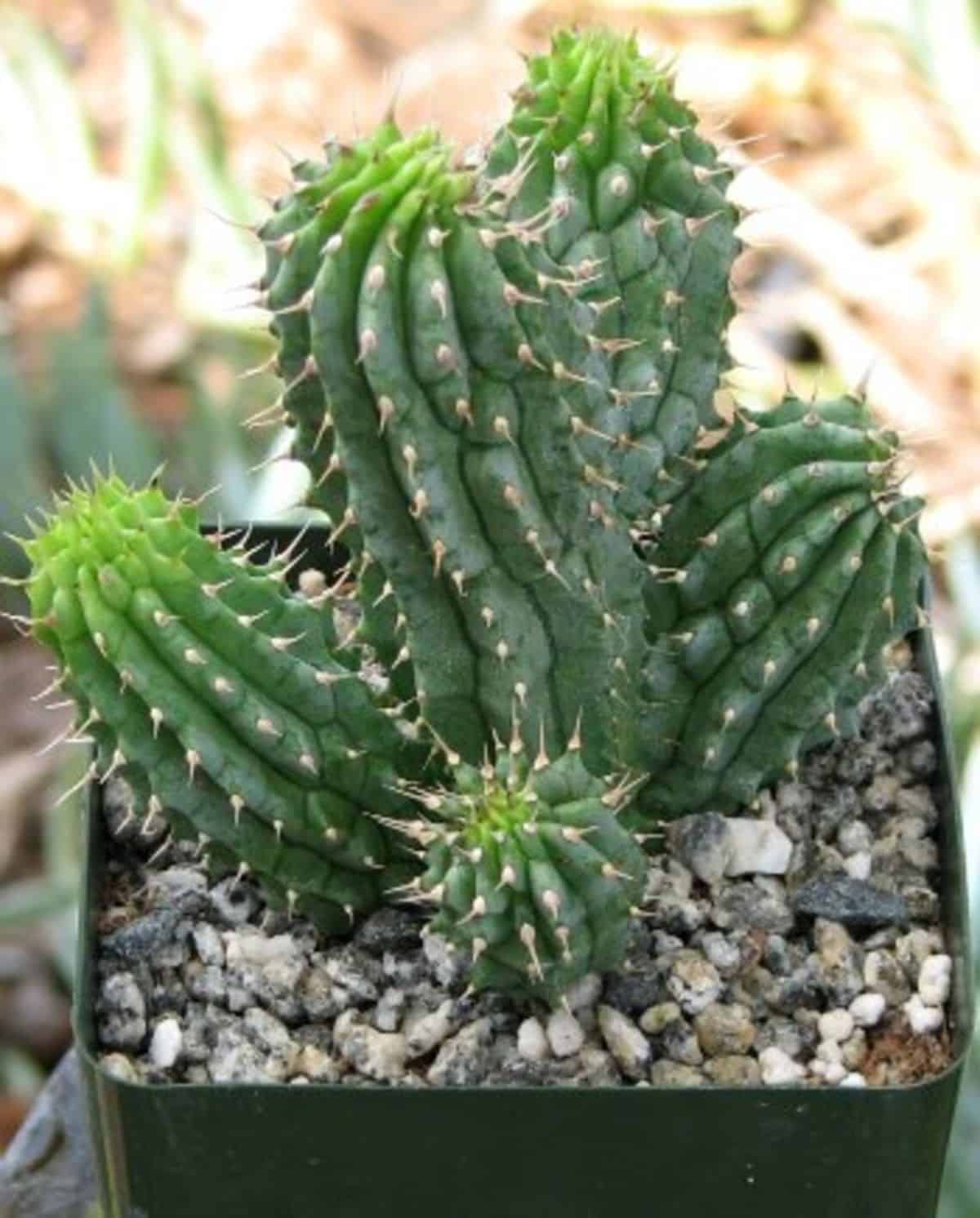 Hoodia gordonii grows in a green pot.