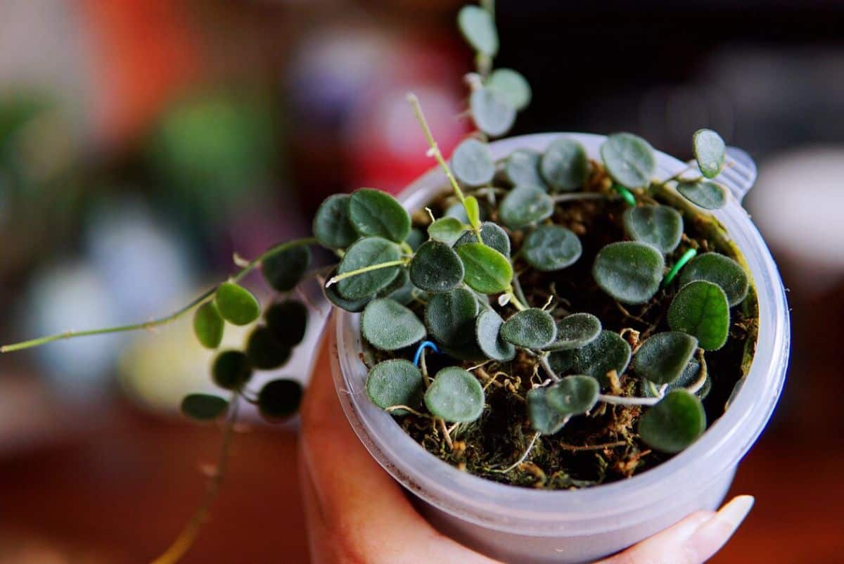 Hoya Serpens grows in a small pot held by hand.