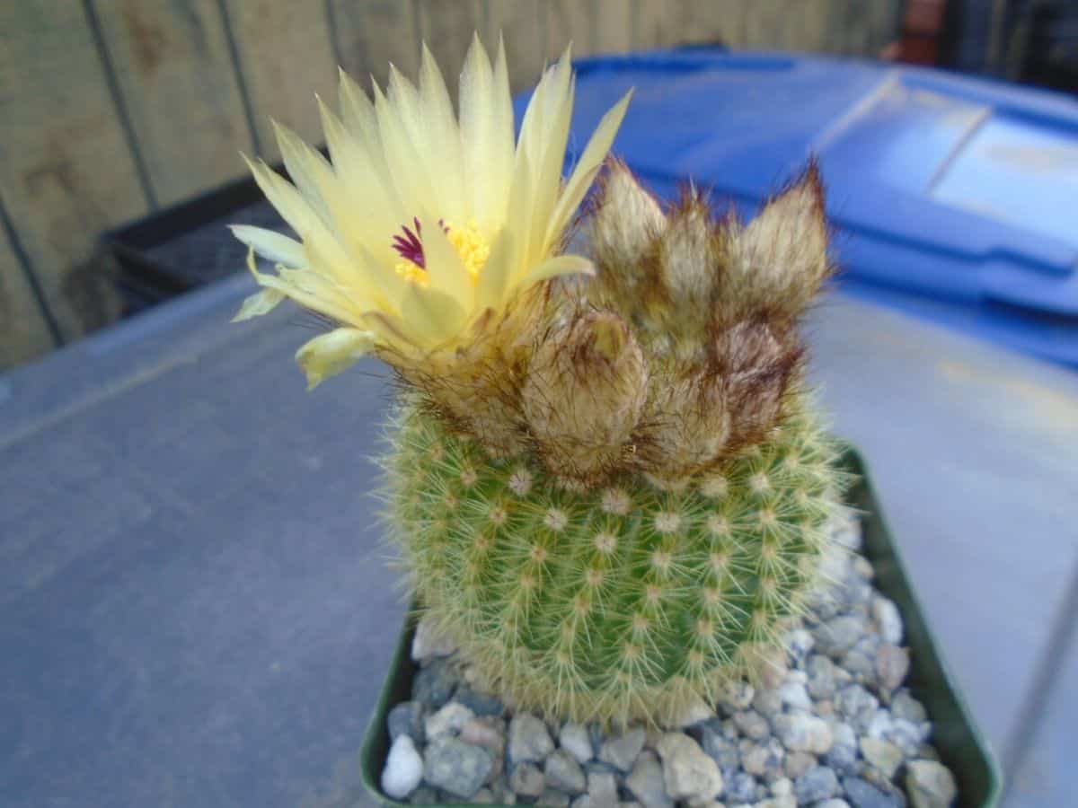 Notocactus Werdermannianus with a yellow flower grows in a plastic pot.