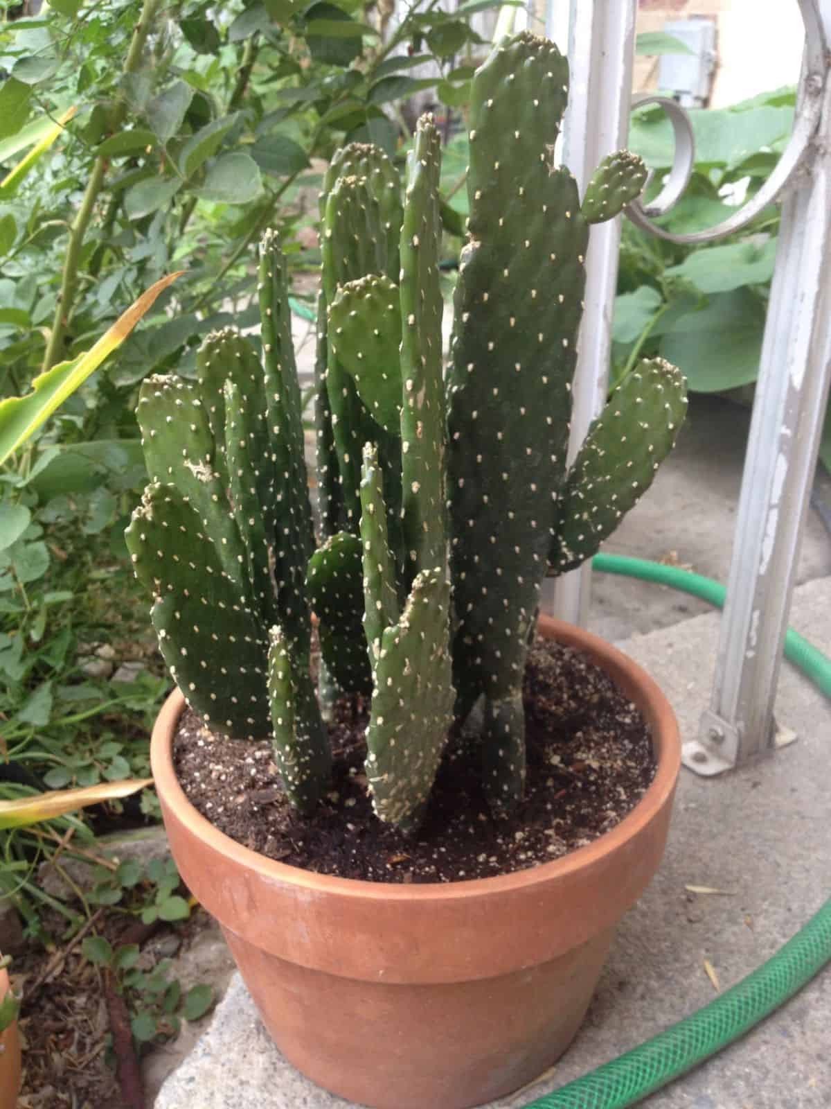 Opuntia consolea rubescens grows in a terracotta pot.