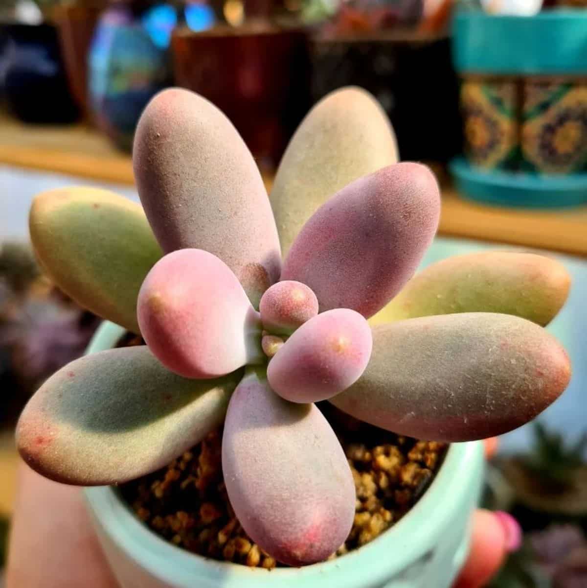 Pachyphytum viride grows in a pot.