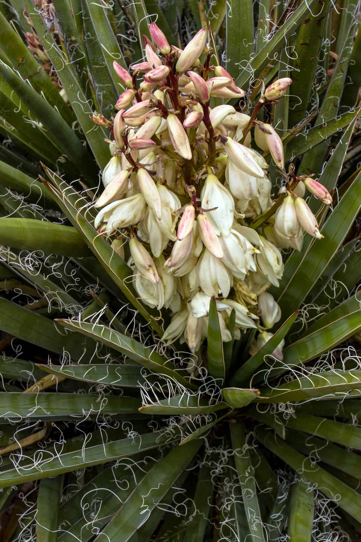 Yucca baccata in red-pinkish bloom.