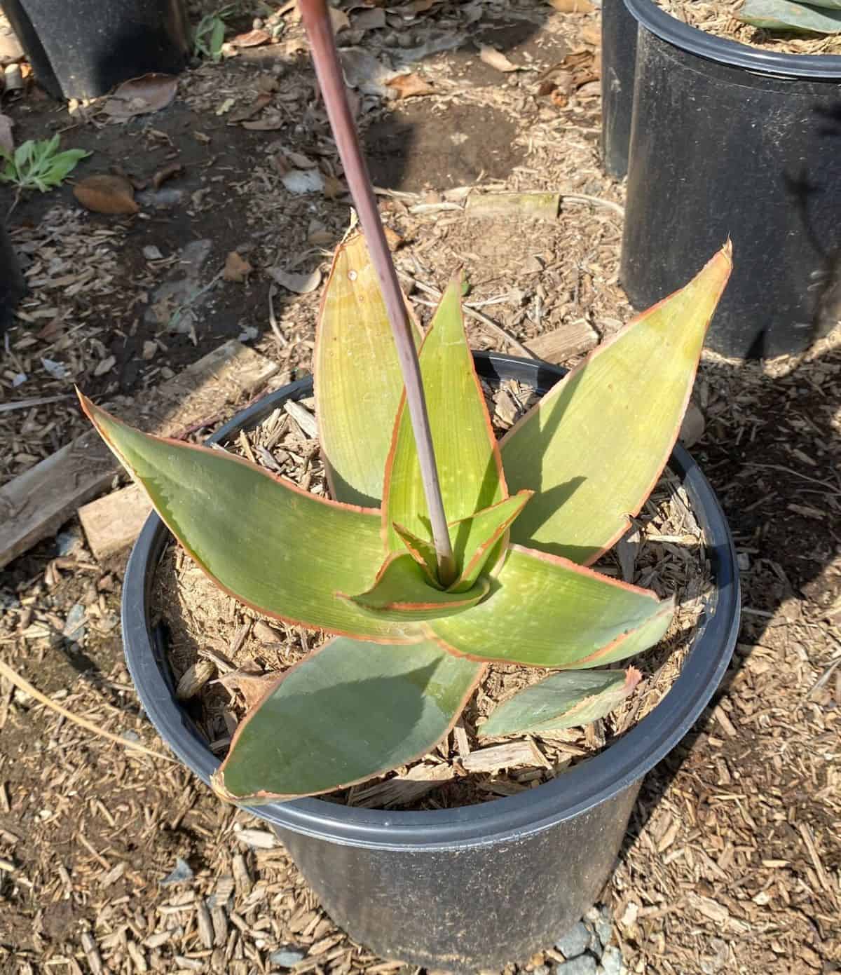 Aloe striata grows in a black plastic pot.