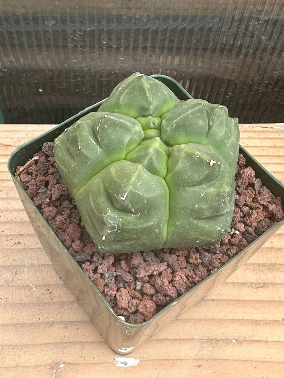 Astrophytum myriostigma cv. Kikko grows in a green pot.