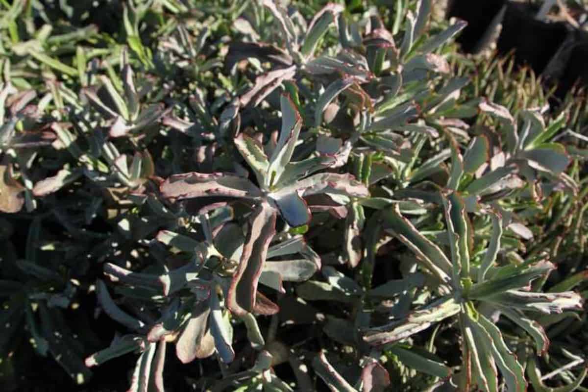 Cotyledon orbiculata 'Greytown Spoons' grows outdoor.