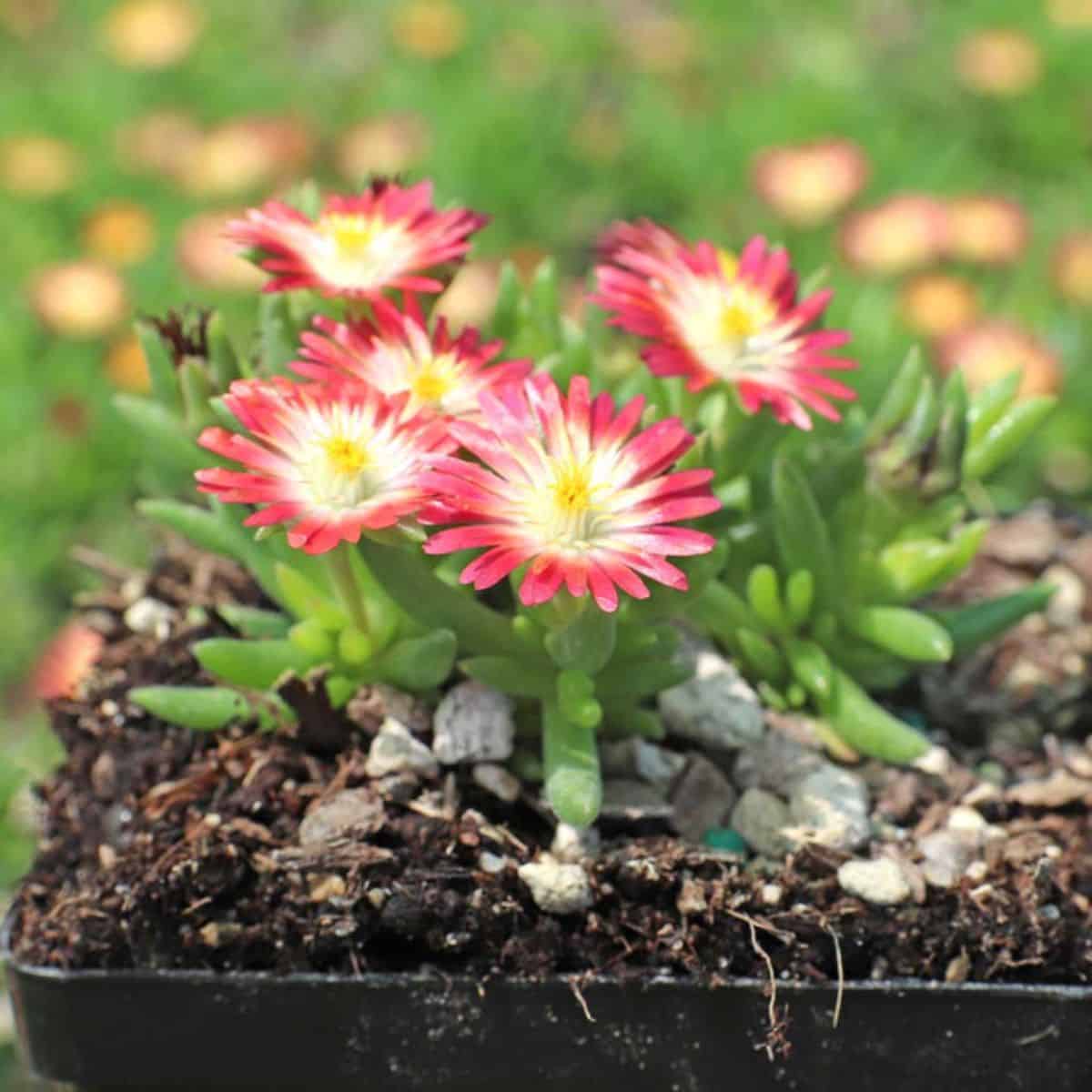 Delosperma Ruby in red-white bloom.