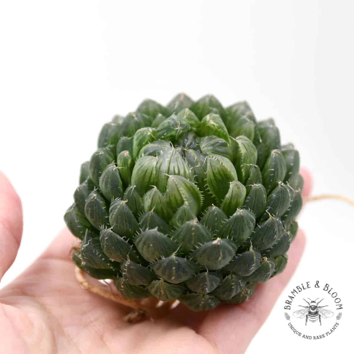 Haworthia Emerald Cloud held by hand.