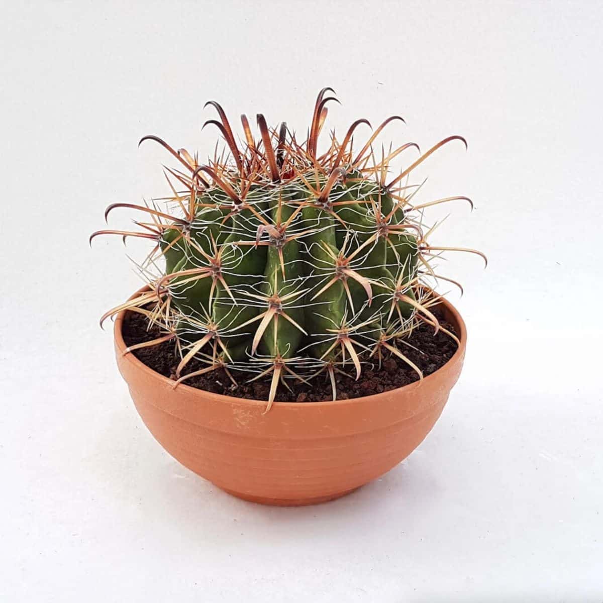 Ferocactus peninsulae grows in a small pot.