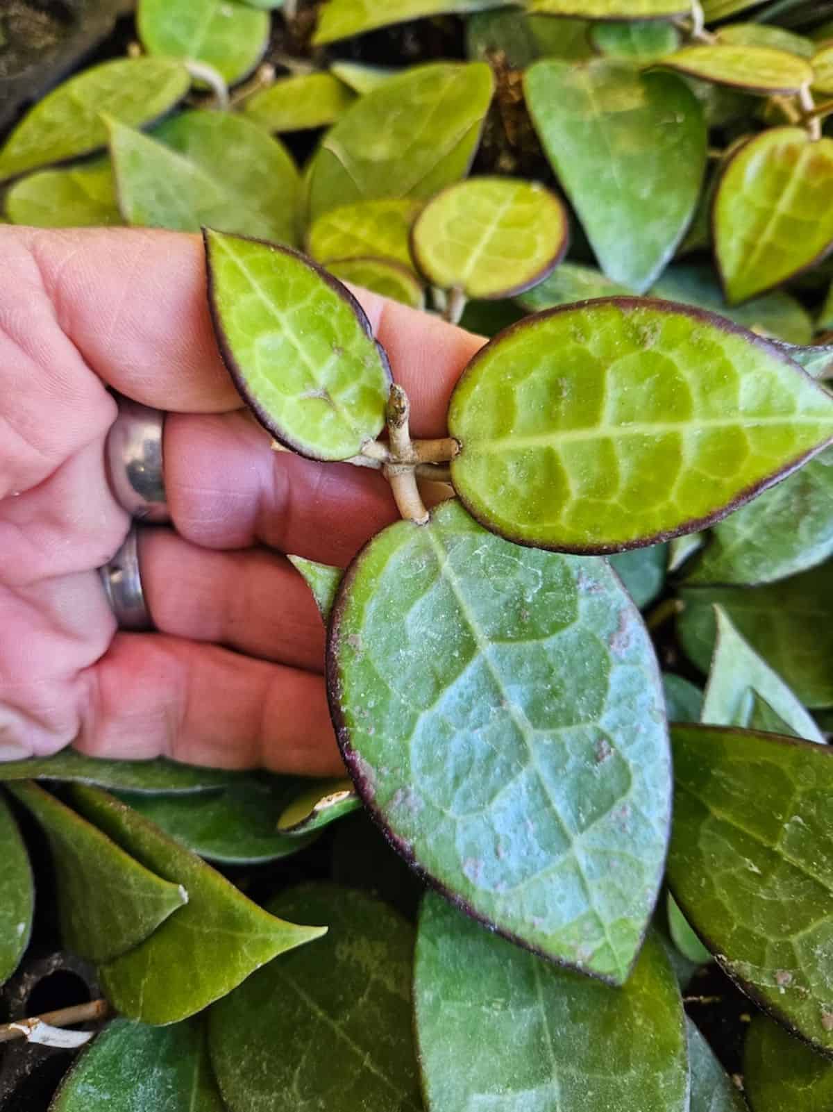 Hoya parasitica ‘Black Margin’ beautiful foliage.