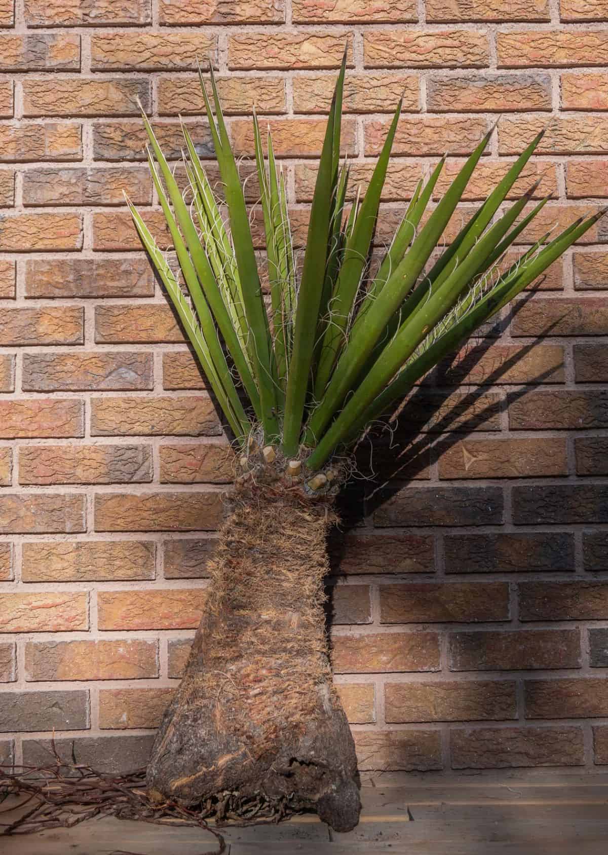 Mojave Yucca Plant leans on a wall.