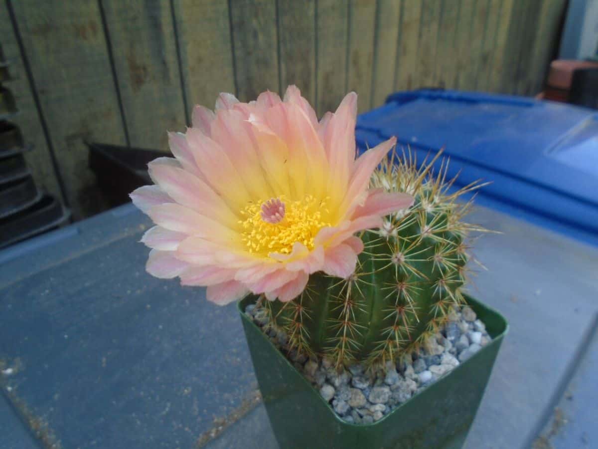 Notocactus Roseoluteus with a pink flower grows in a plastic pot.