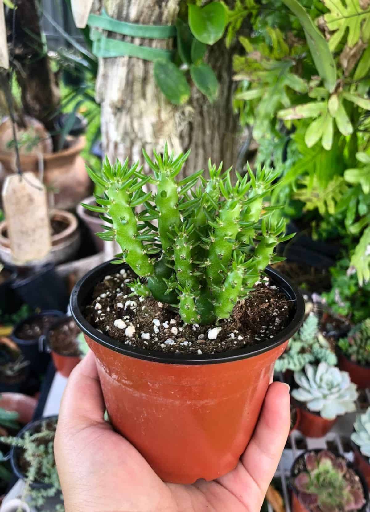 Opuntia subulata grows in a small plastic pot.