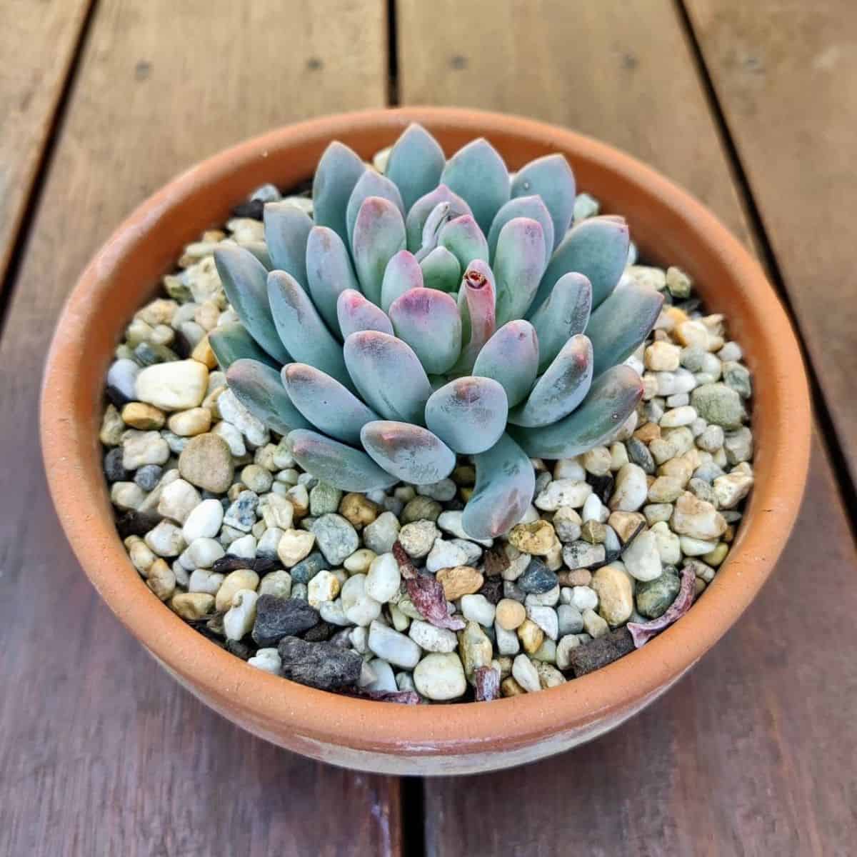 Pachyphytum clavifolia grows in a pot.