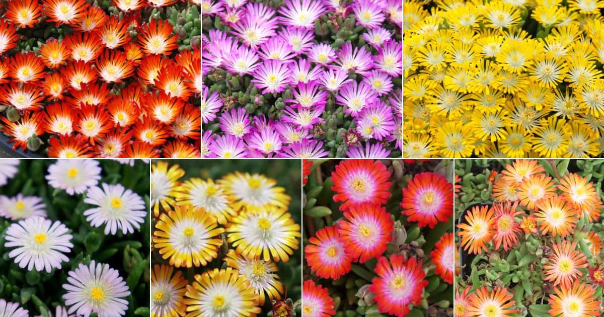 12 Types of Diehard Delosperma, Including Three of the Most Popular Collections! facebook image.