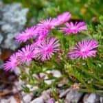 Delosperma cooperi in violet bloom.