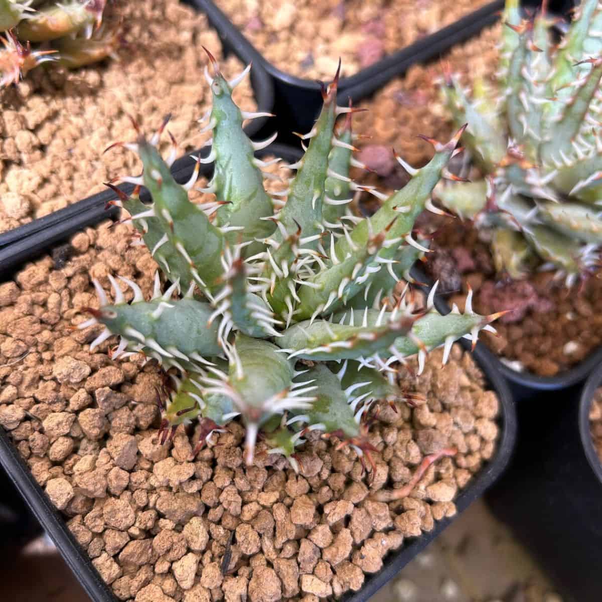 Aloe erinacea with spikey foliage grows in a pot.