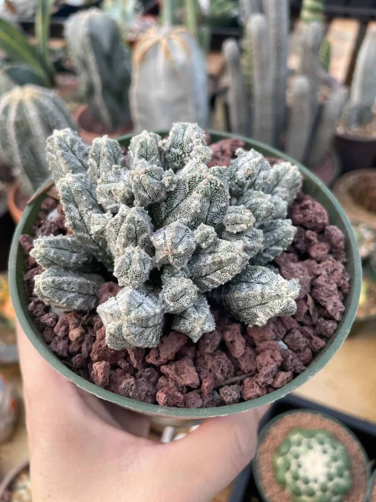 Astrophytum myriostigma columnare grows in a green pot held by hand.