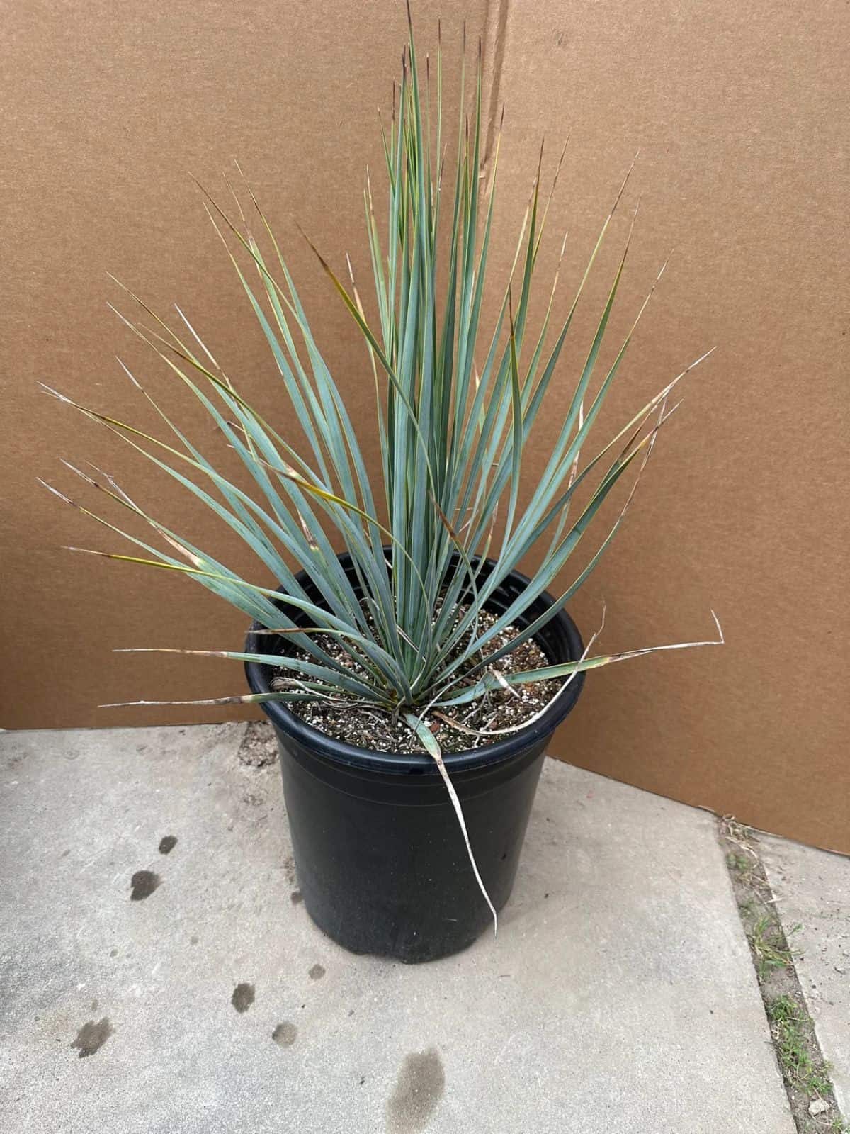 Beaked Yucca Plant grows in a plastic pot.