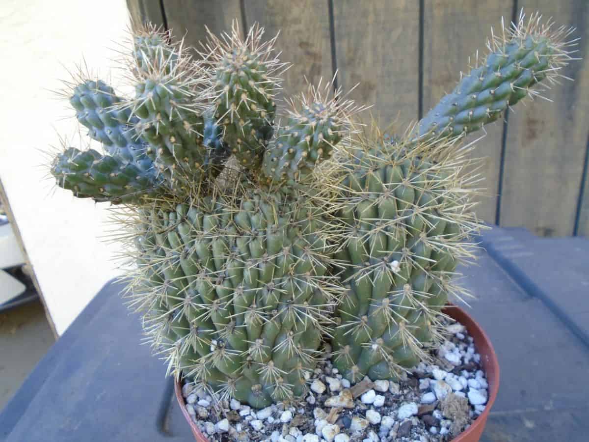 Boxing Glove Opuntia grows in a pot.