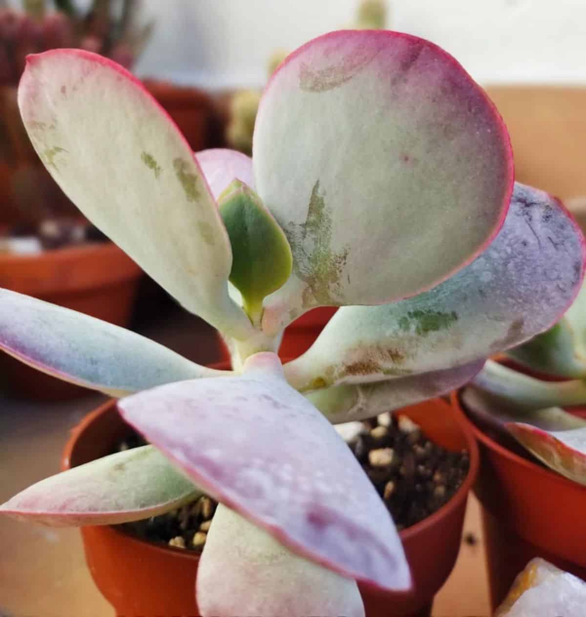  Cotyledon orbiculata 'Cinderella' grows in a plastic pot.