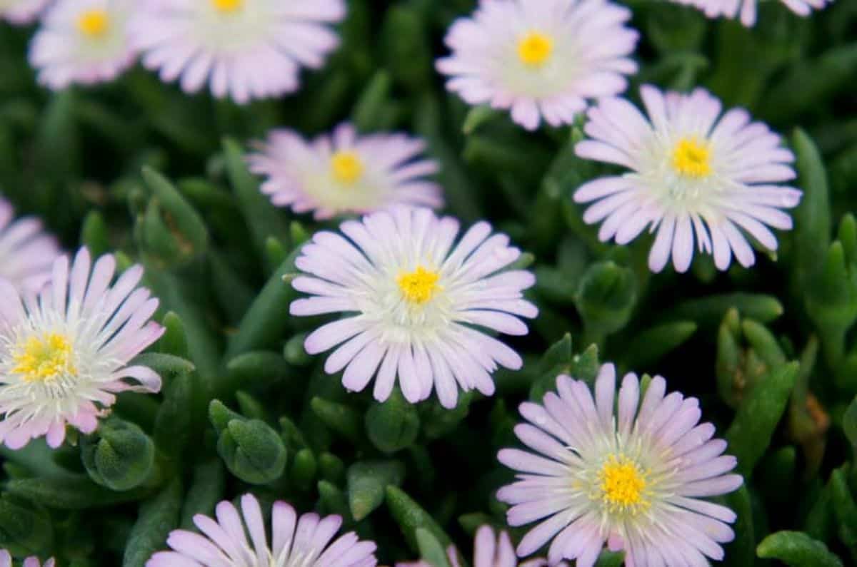 Delosperma rosequartz in light-pink bloom.