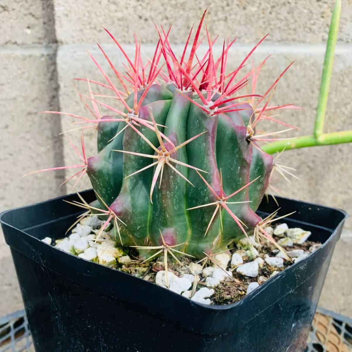 Ferocactus pilosus grows in a black plastic pot.