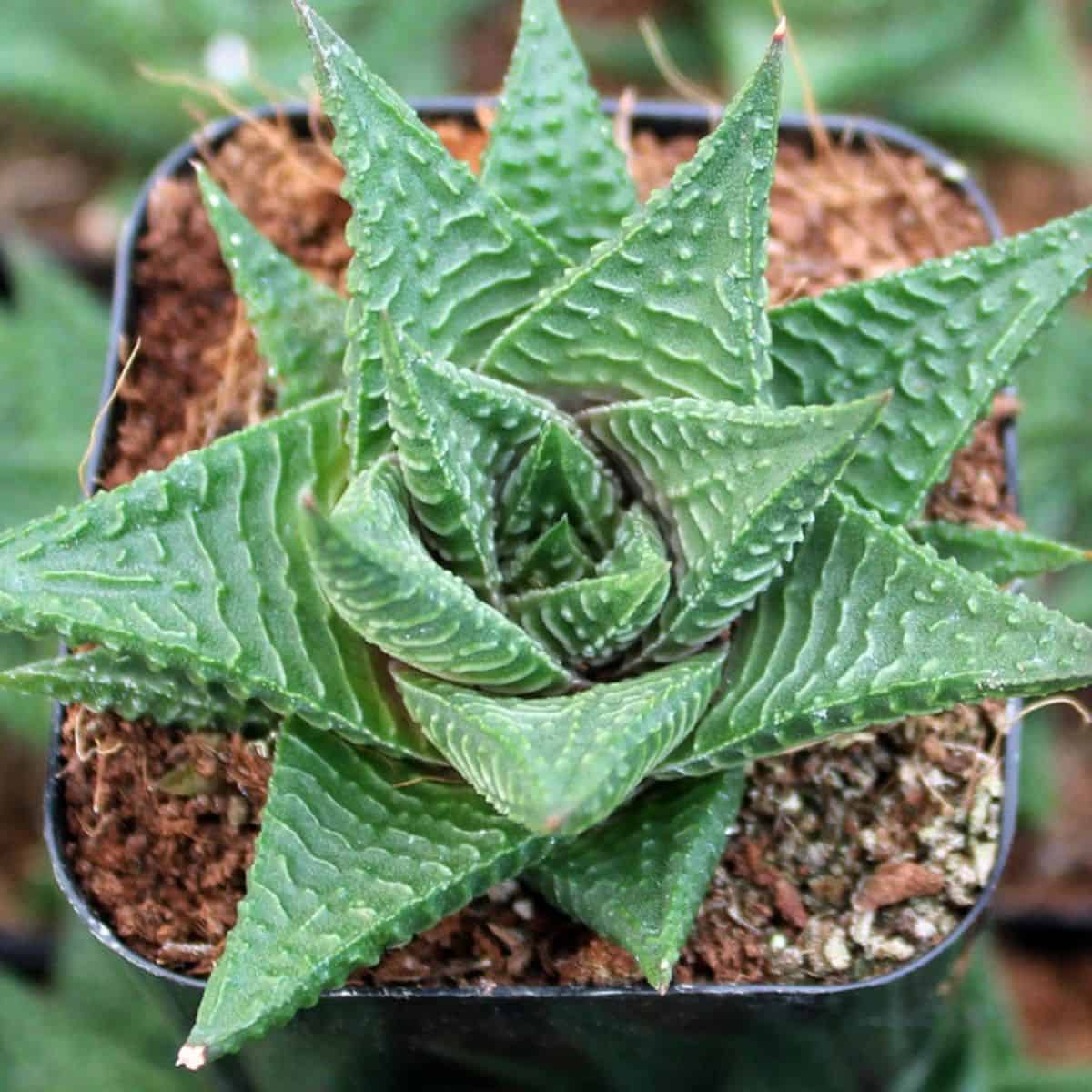 Haworthia Fairies Washboard grows in a pot.