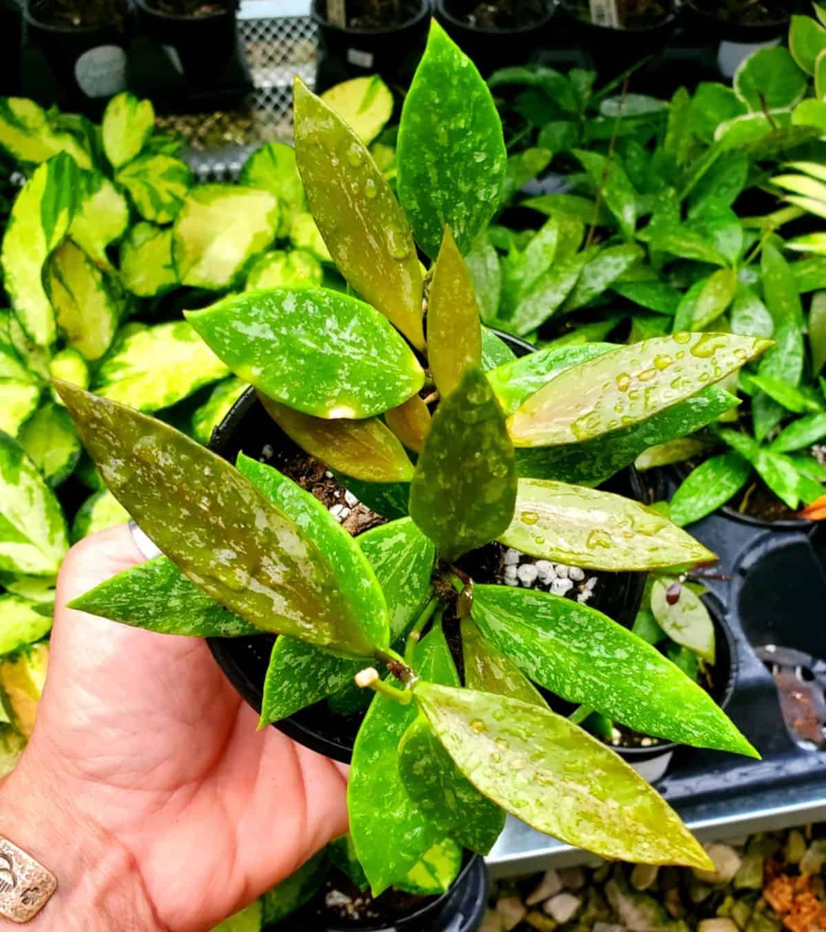 Hoya Gracilis grows in a pot held by hand.