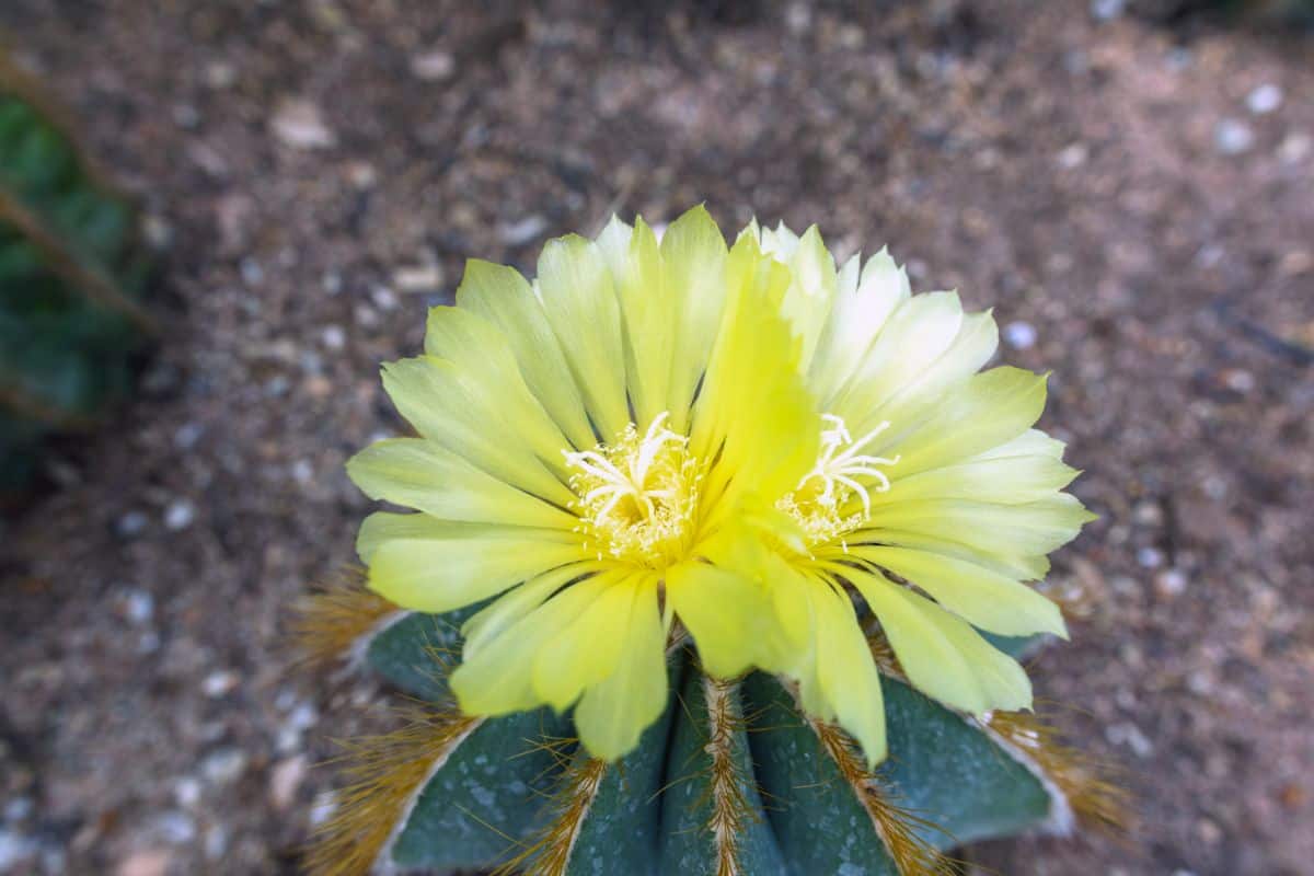 Notocactus mammulosus with yellow flowers.