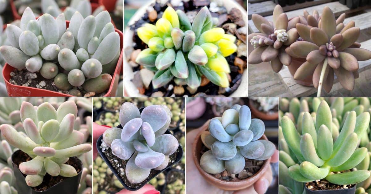 13 Pachyphytum Gems for Hanging or Rock Gardens facebook image.