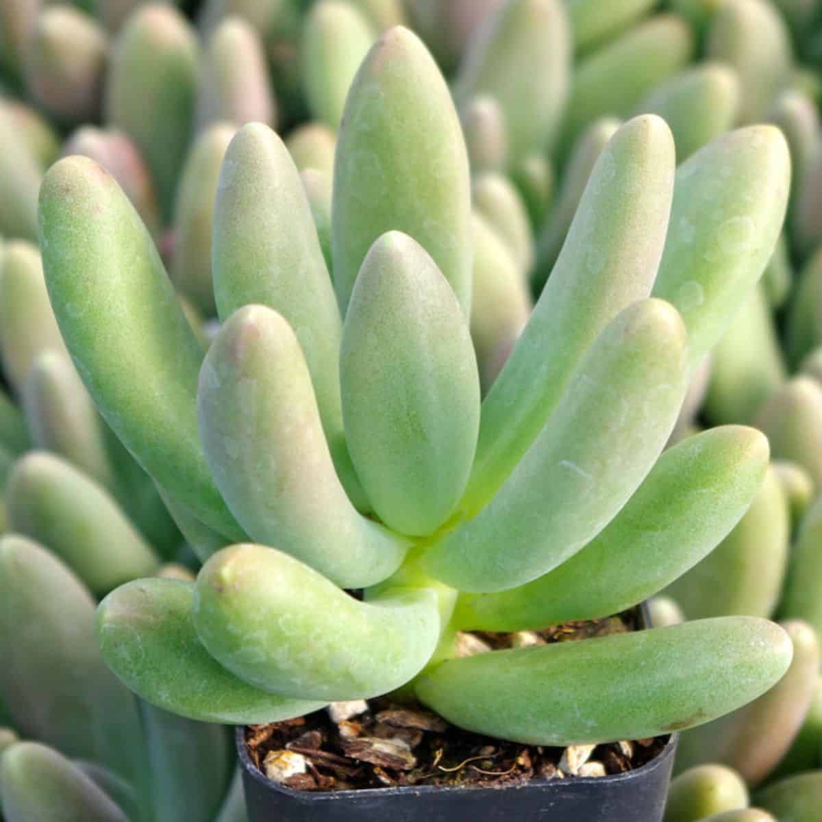 Pachyphytum fittkaui grows in a small plastic pot.