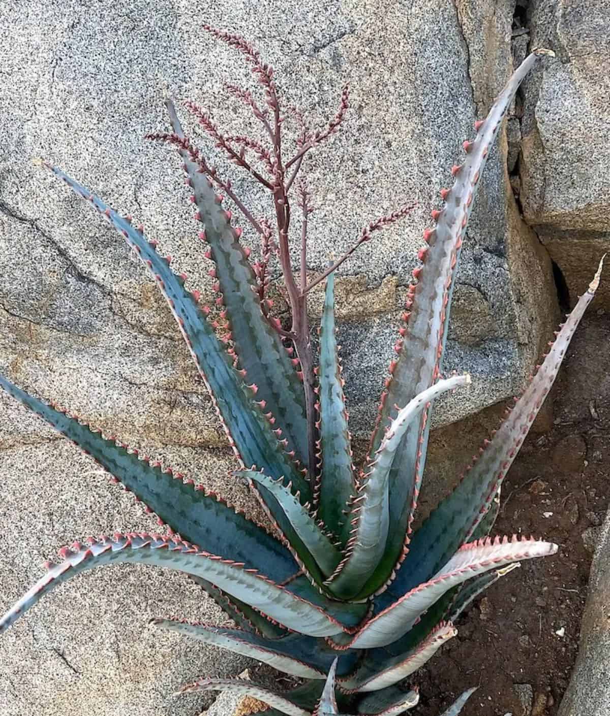 Aloe divaricata grows near big rocks.