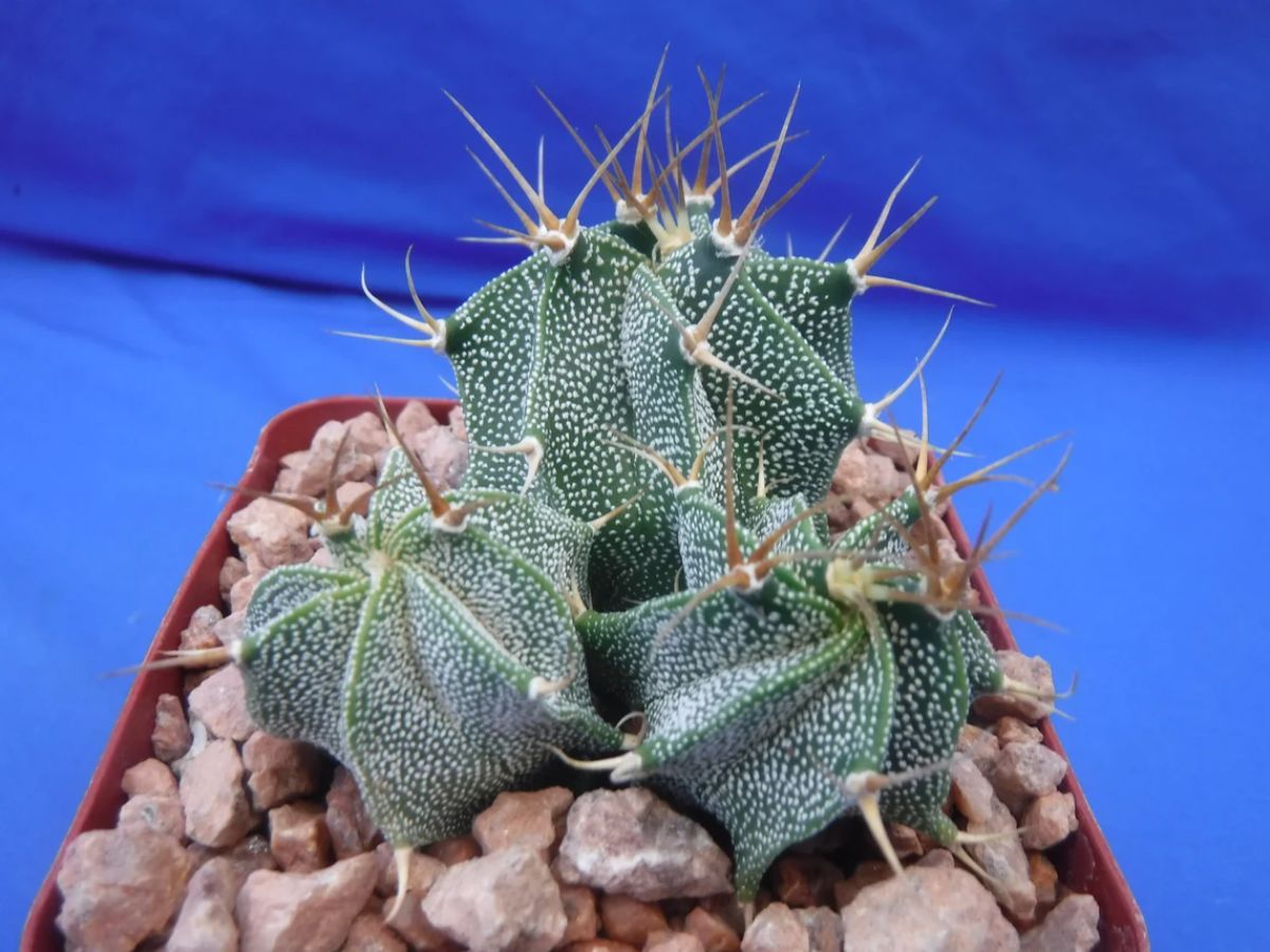 Astrophytum ornatum grows in a plastic pot.