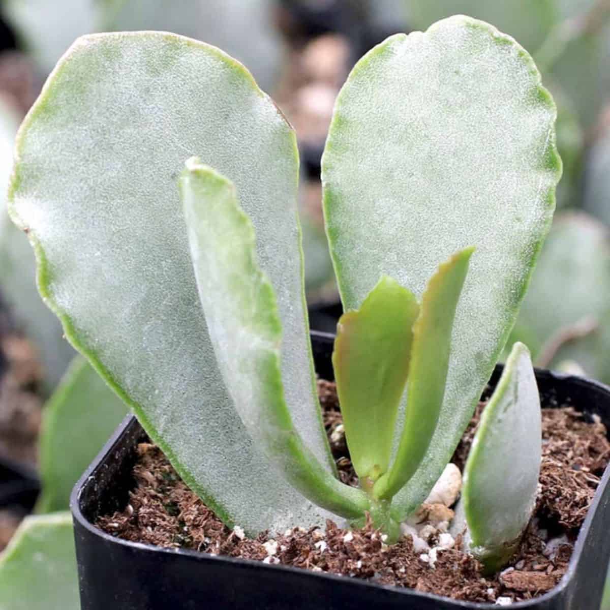 Cotyledon orbiculata 'Big Wave' grows in a plastic pot.