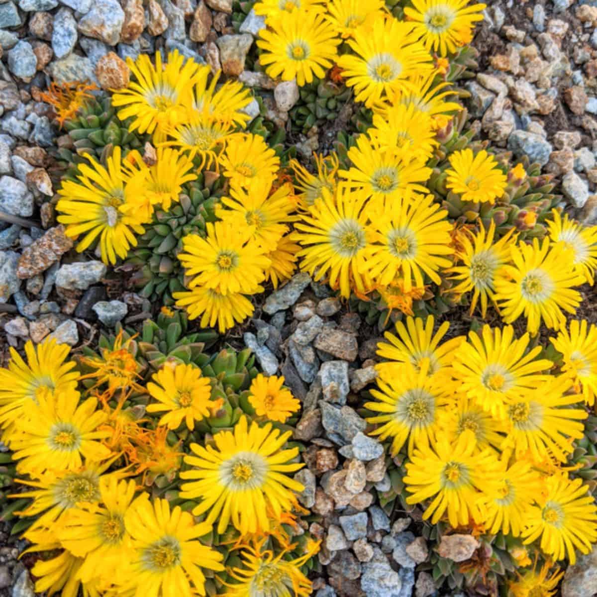 Delosperma peridot in yellow bloom.